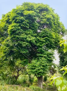 Toàn cảnh cây thị hơn 200 năm tuổi tại thôn Đông Lỗ, xã Vạn Tường, tỉnh Quảng Ngãi